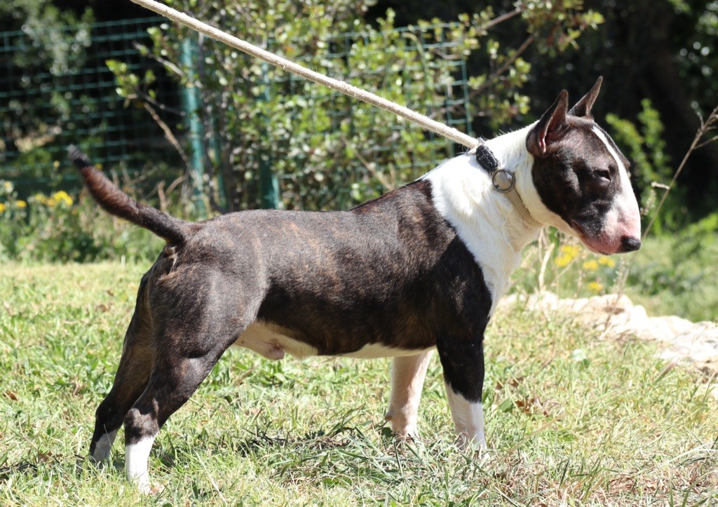 Les Bull Terrier Miniature de l'affixe Du Mas de la Vilanòva