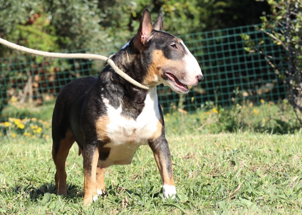 Pyper Du Mas de la Vilanòva